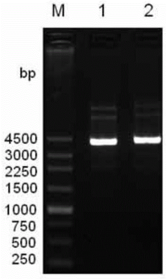 Genetic engineering bacterial strain for expressing bacillus subtilis laccase in strain cell and method for realizing secreting and expressing laccase in bacterial strain