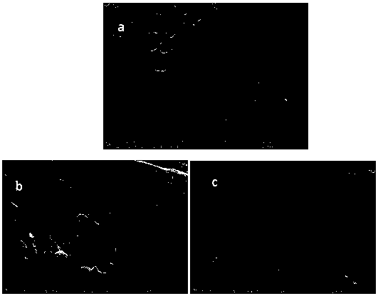 Method for preparing activated carbon/nano-platinum/polyaniline composite material from corn stalks