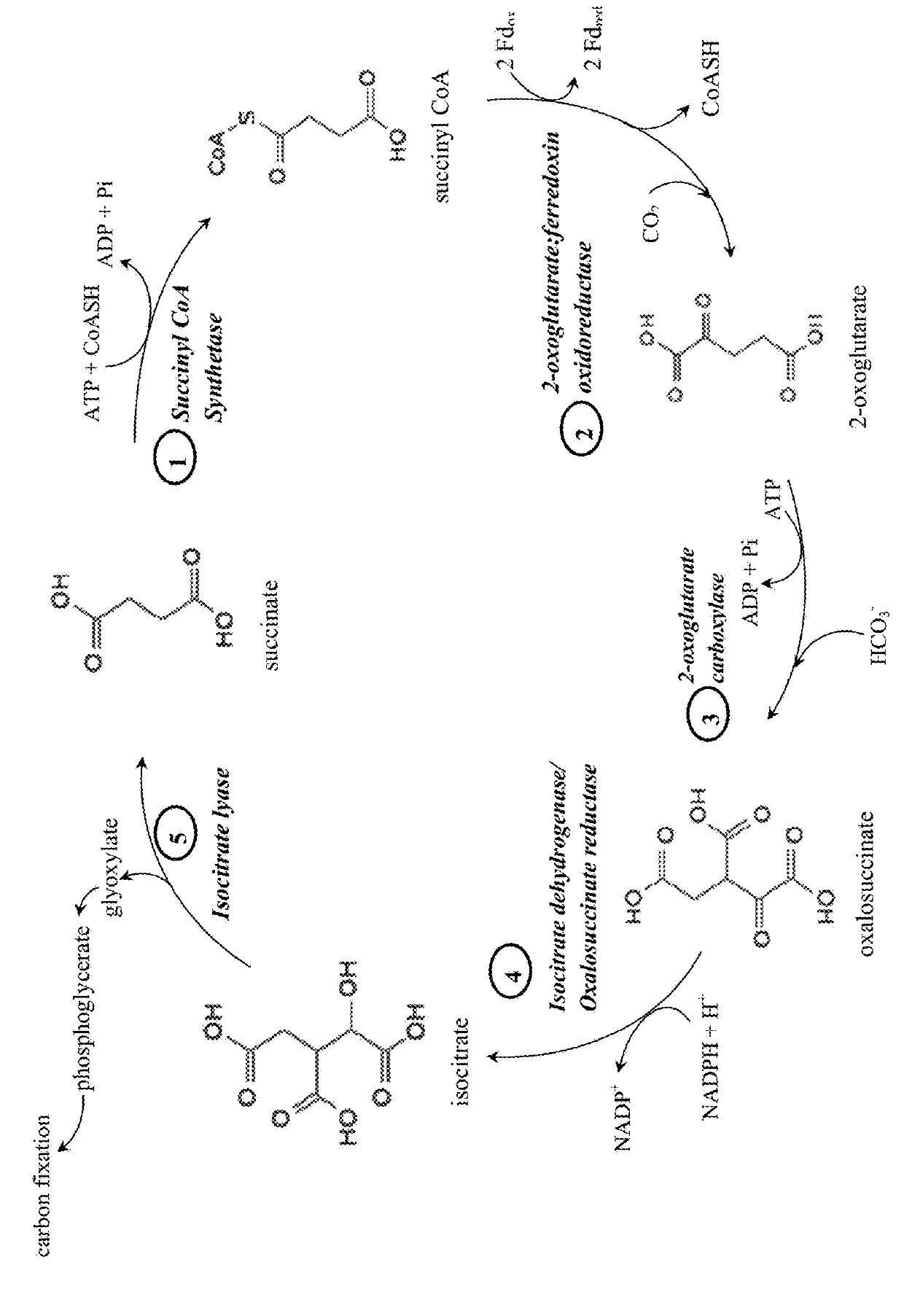 Synthetic pathway for biological carbon dioxide sequestration