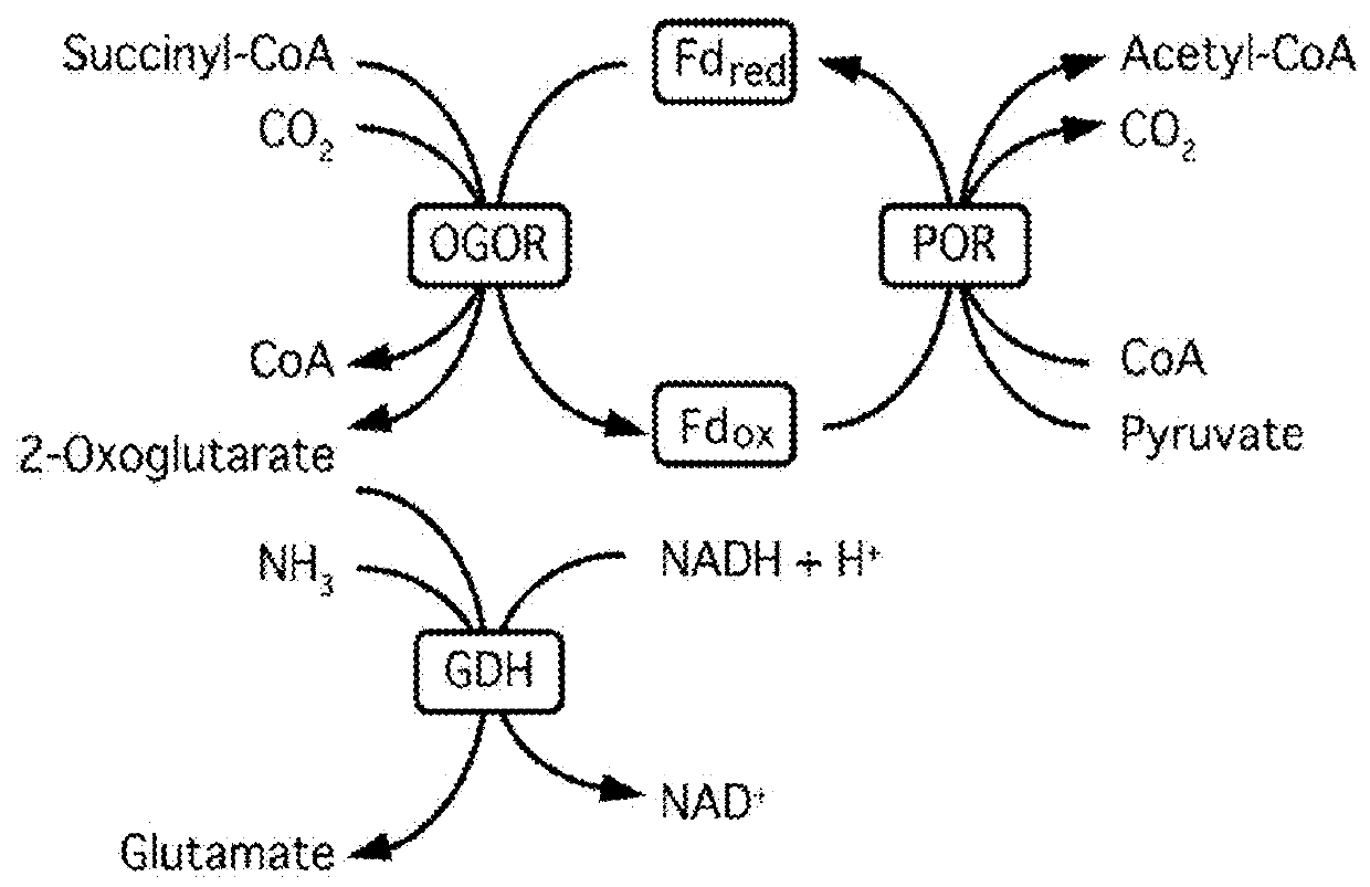 Synthetic pathway for biological carbon dioxide sequestration