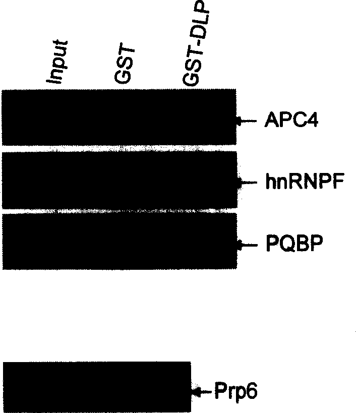 Use of DLP in Pre-mRNA splicing and cell cycle control