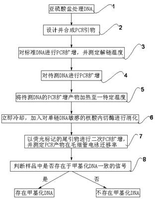 Methylated DNA (Deoxyribonucleic Acid) detection method based on endonuclease digestion