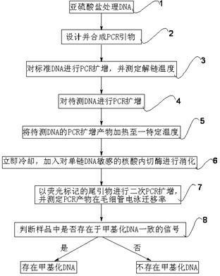 Methylated DNA (Deoxyribonucleic Acid) detection method based on endonuclease digestion