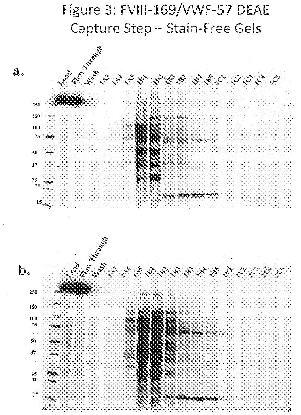 Purification of chimeric FVIII molecules