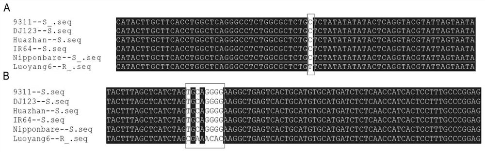 Co-dominant Molecular Marker of Brown Planthopper Resistance Gene bph6 in Rice and Its Application