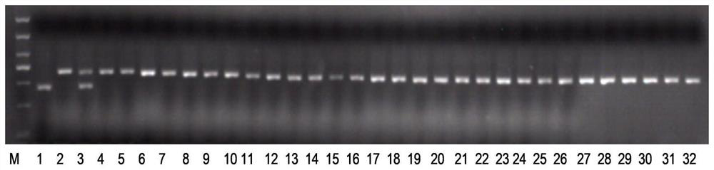 Co-dominant Molecular Marker of Brown Planthopper Resistance Gene bph6 in Rice and Its Application