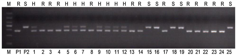 Co-dominant Molecular Marker of Brown Planthopper Resistance Gene bph6 in Rice and Its Application