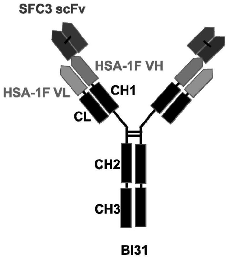 Anti-coronavirus bispecific neutralizing antibody and application