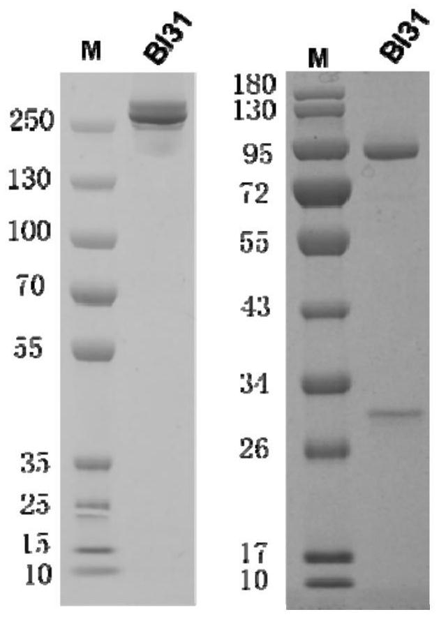 Anti-coronavirus bispecific neutralizing antibody and application