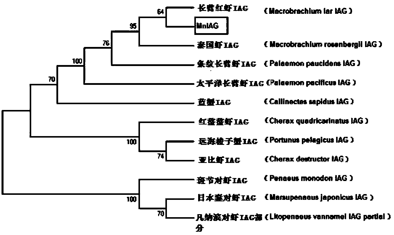 Macrobrachium nipponense MnIAG gene, and amplimer group and amplification method thereof