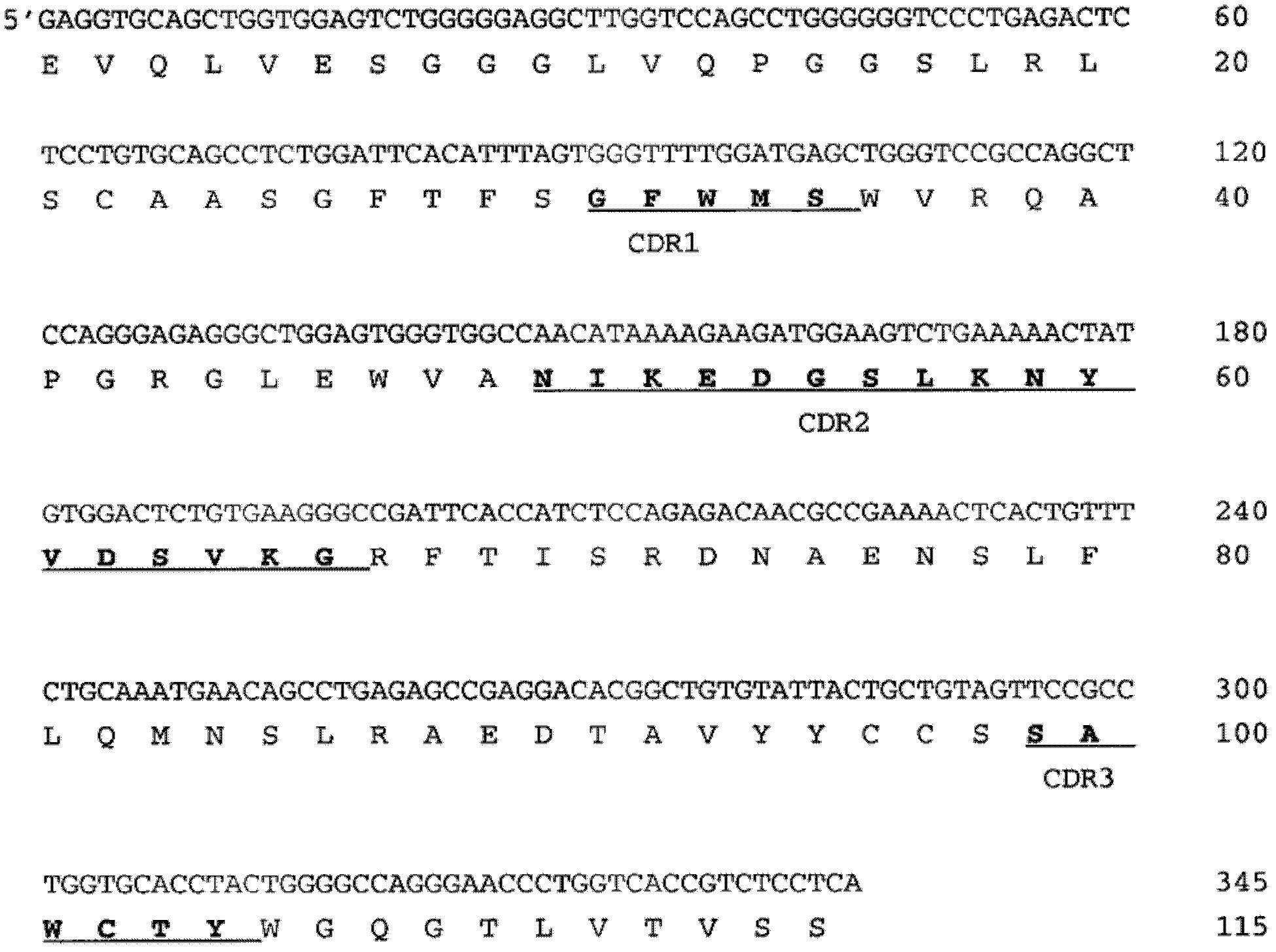 Human monoclonal antibody specific for lipopolysaccarides (LPS) of serotype IATS 01 of pseudomonas aeruginosa