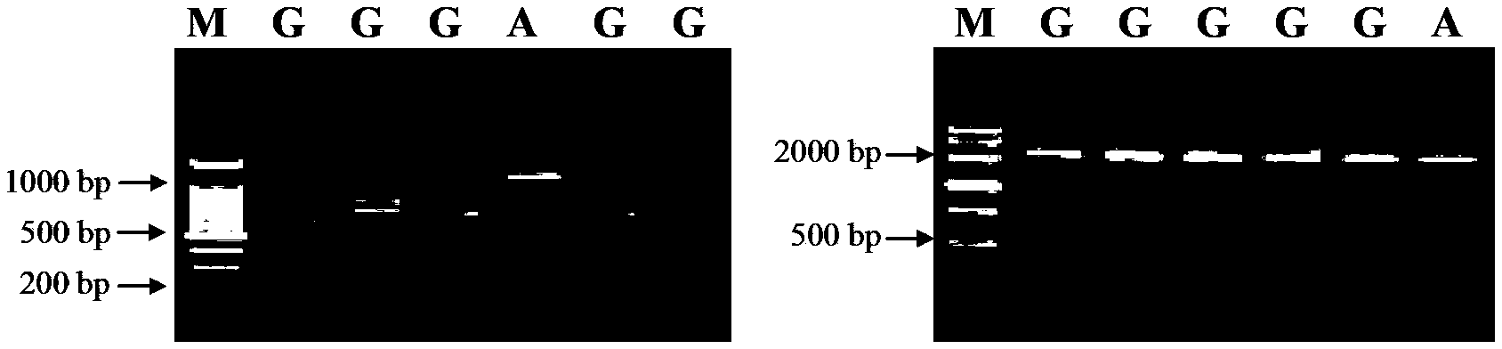 Molecular marker related with wheat thousand grain weight and applications thereof