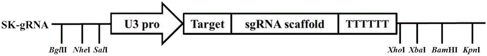 Establishment and application of plant multi-gene knockout vector