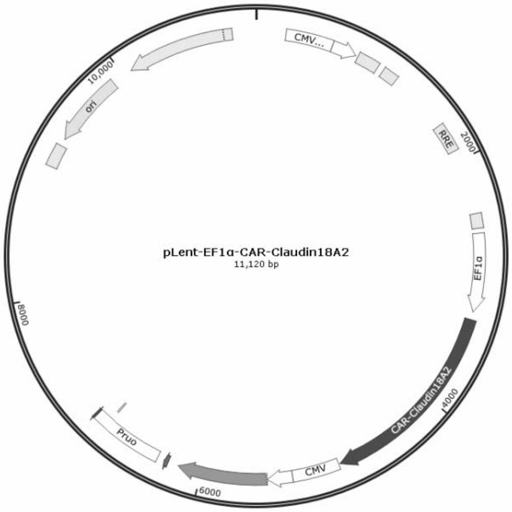 Anti-claudin18a2 chimeric antigen receptor, its modified T cell and T cell preparation method and application