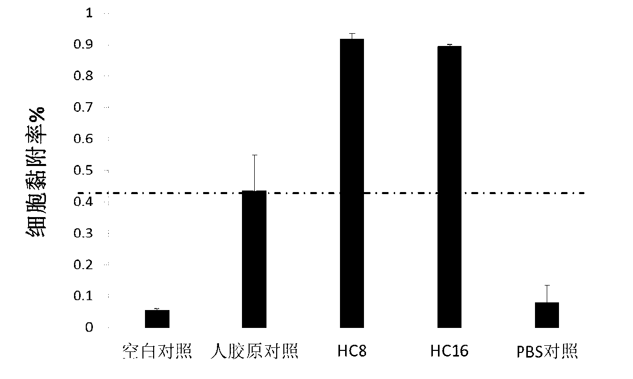 Recombinant human collagen and production method thereof