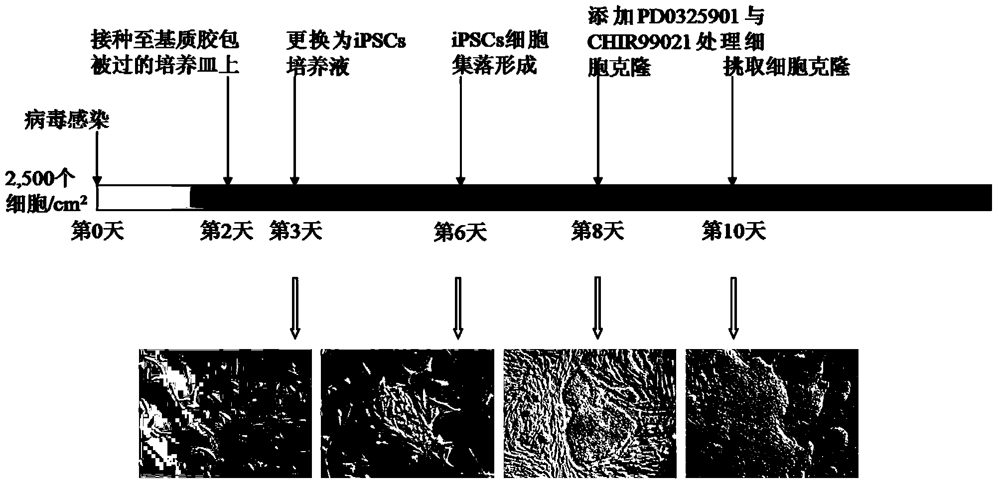 Method for efficiently acquiring inductive pluripotent stem cells (iPSCs)