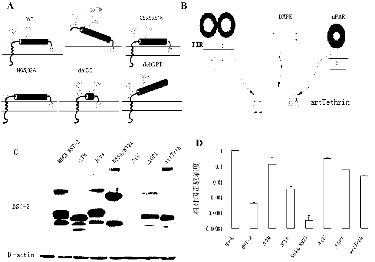 Application of BST-2 protein in preparing medicaments for treating diseases caused by influenza A virus