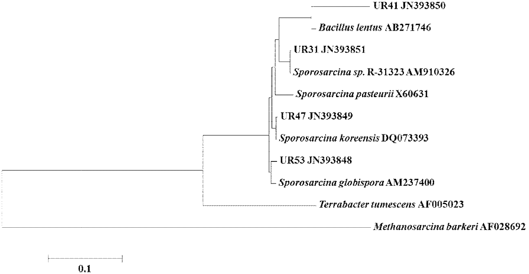 Urease-producing microbes and curing method for heavy metals in foundation