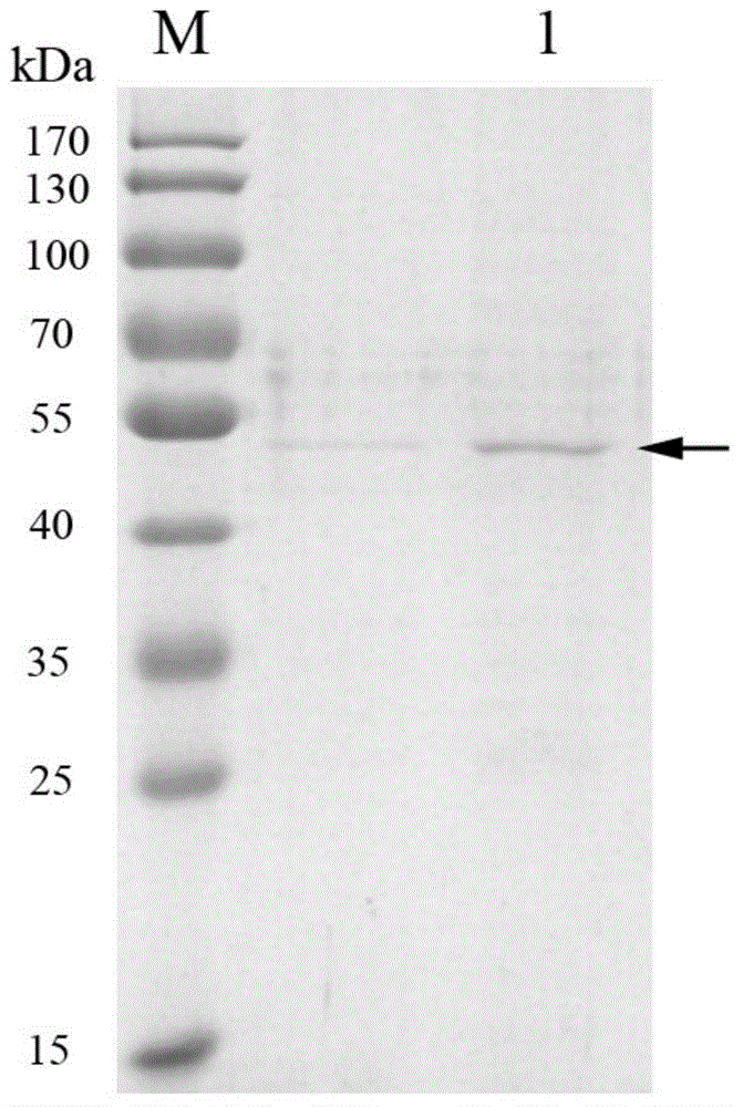 Alpha-amylase Amy16, as well as gene and application thereof