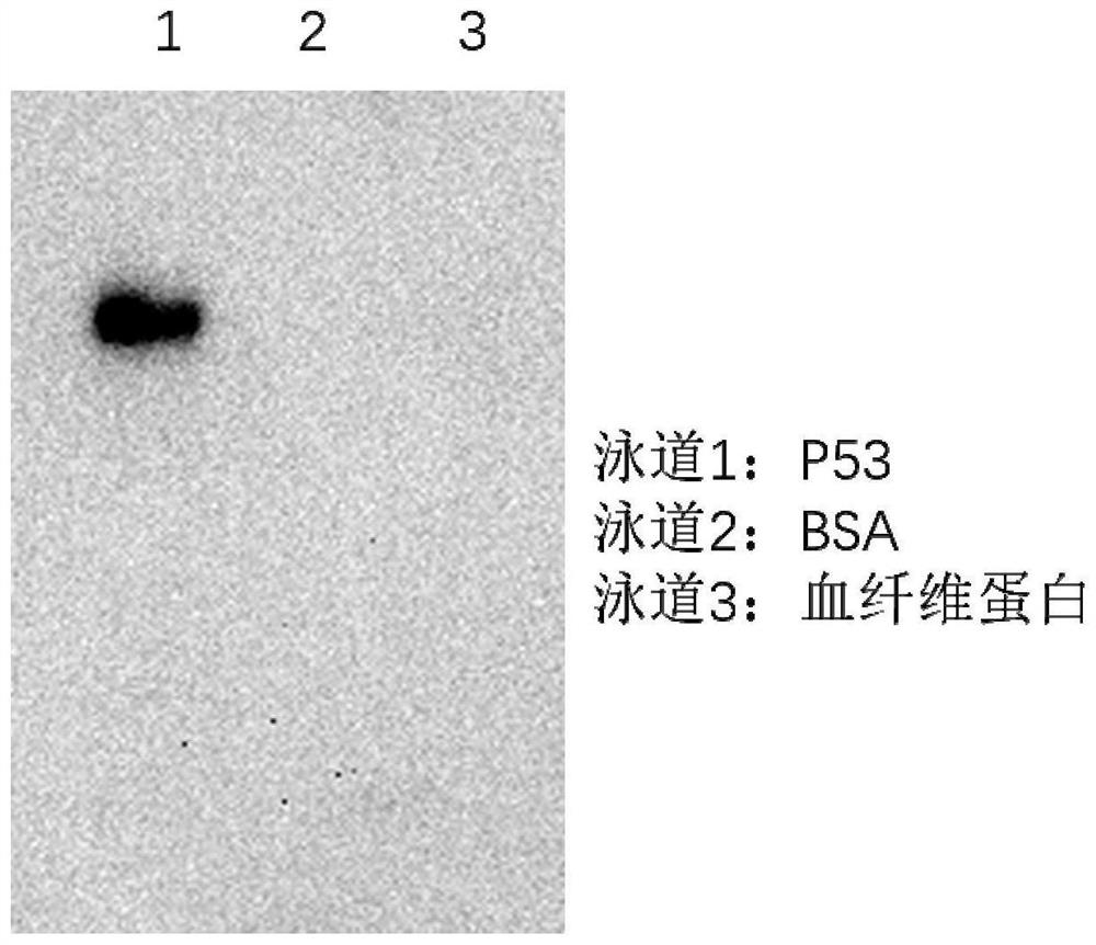 Medicine or cosmetic prepared from fibroblast extracellular vesicles