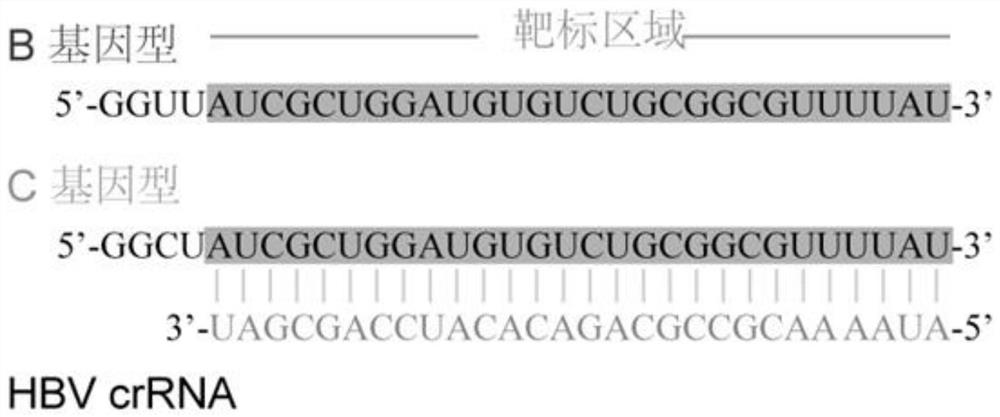 Hepatitis B virus genotyping detection method based on CRISPR/Cas13a system