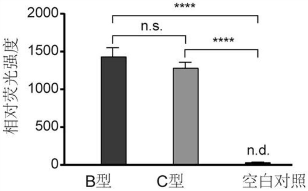 Hepatitis B virus genotyping detection method based on CRISPR/Cas13a system