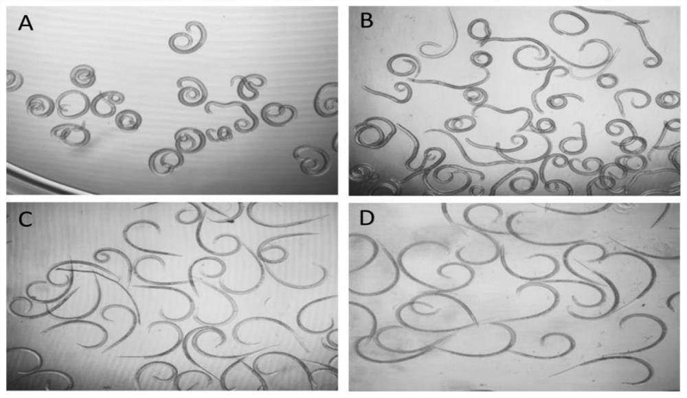 Application of triclosan in preparation of medicine for killing parasitic nematodes