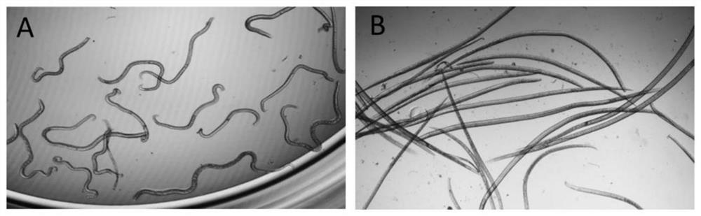 Application of triclosan in preparation of medicine for killing parasitic nematodes