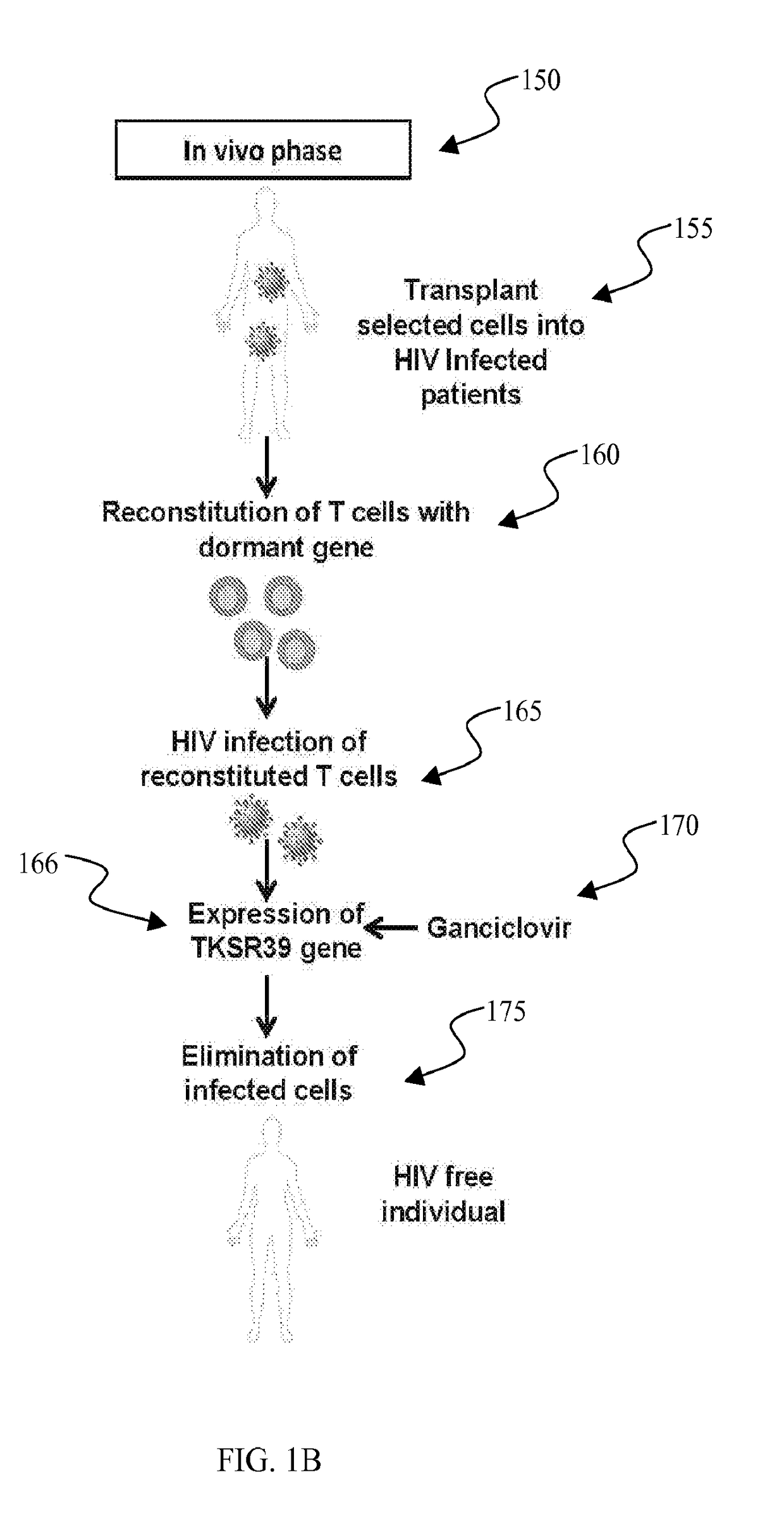 Conditional cytotoxic gene therapy vector for selectable stem cell modification for anti HIV gene therapy