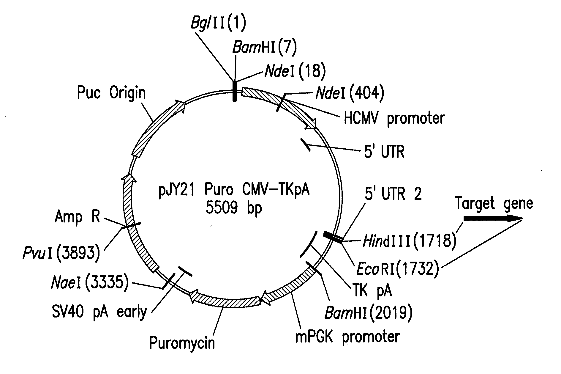 Expression vectors for recombinant protein production in mammalian cells