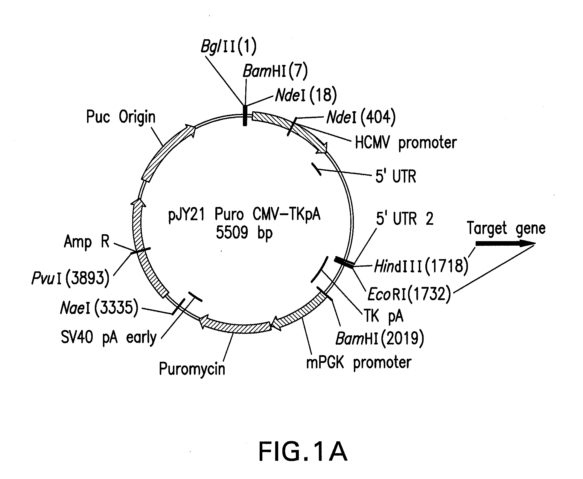 Expression vectors for recombinant protein production in mammalian cells