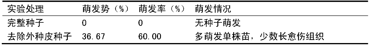 Treatment method for promoting germination of curculigo orchioides seeds