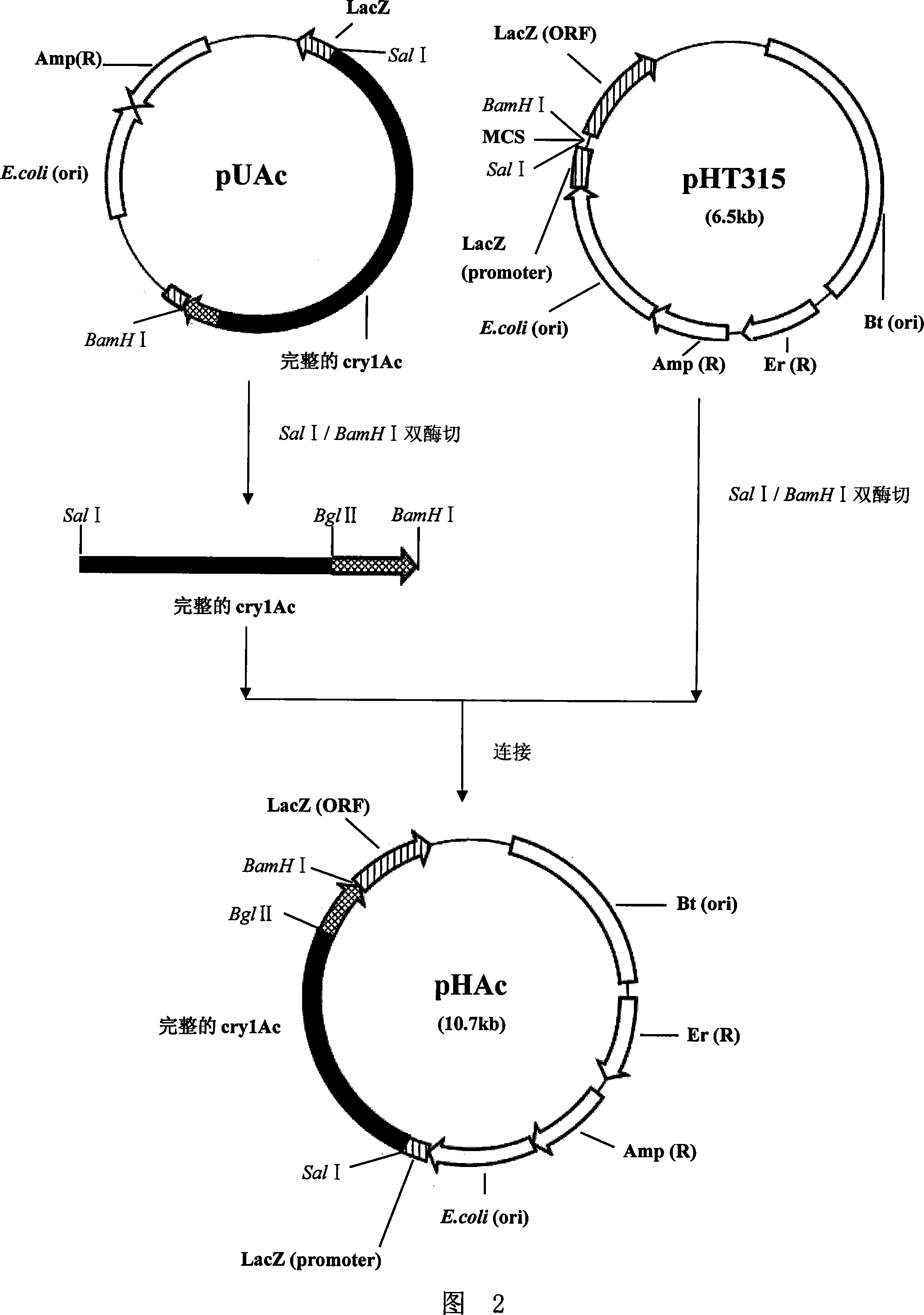 Subtilisin-like protease gene recombination disinsection engineering bacteria and method for preparing inocula