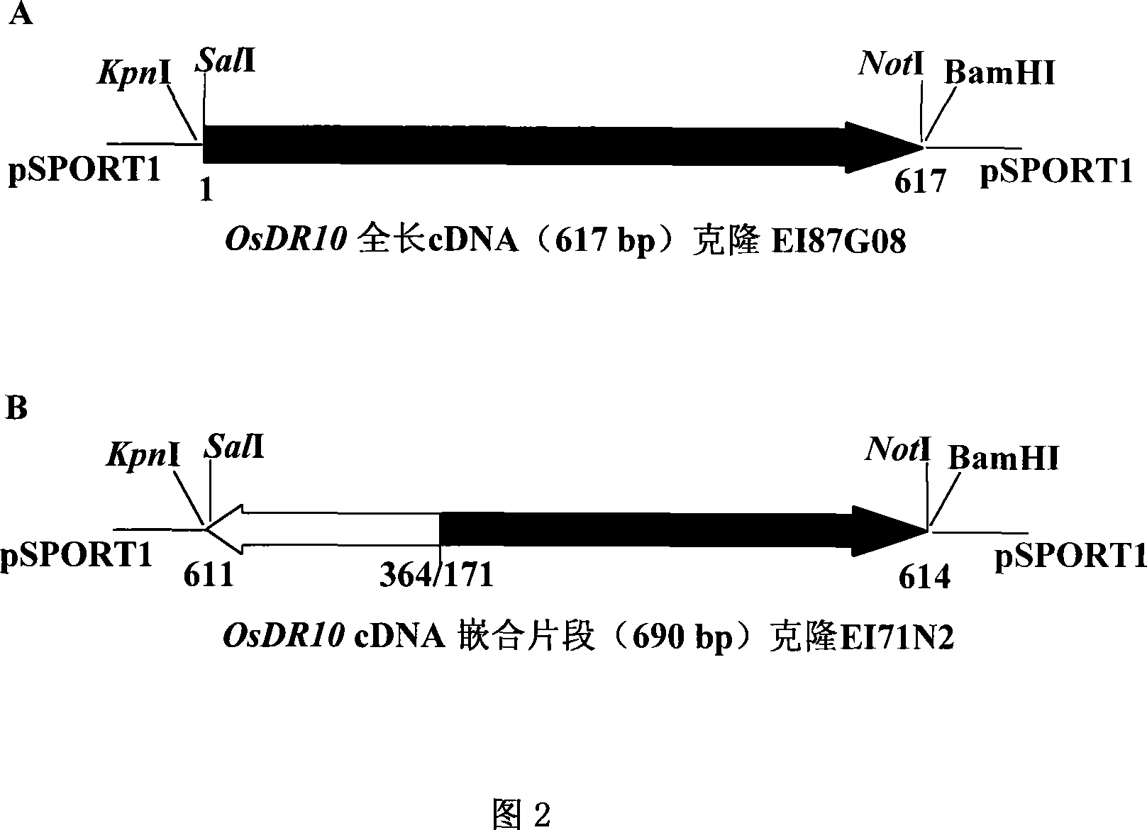 Rice disease-resistant related gene OsDR10 and its application in rice disease resistance