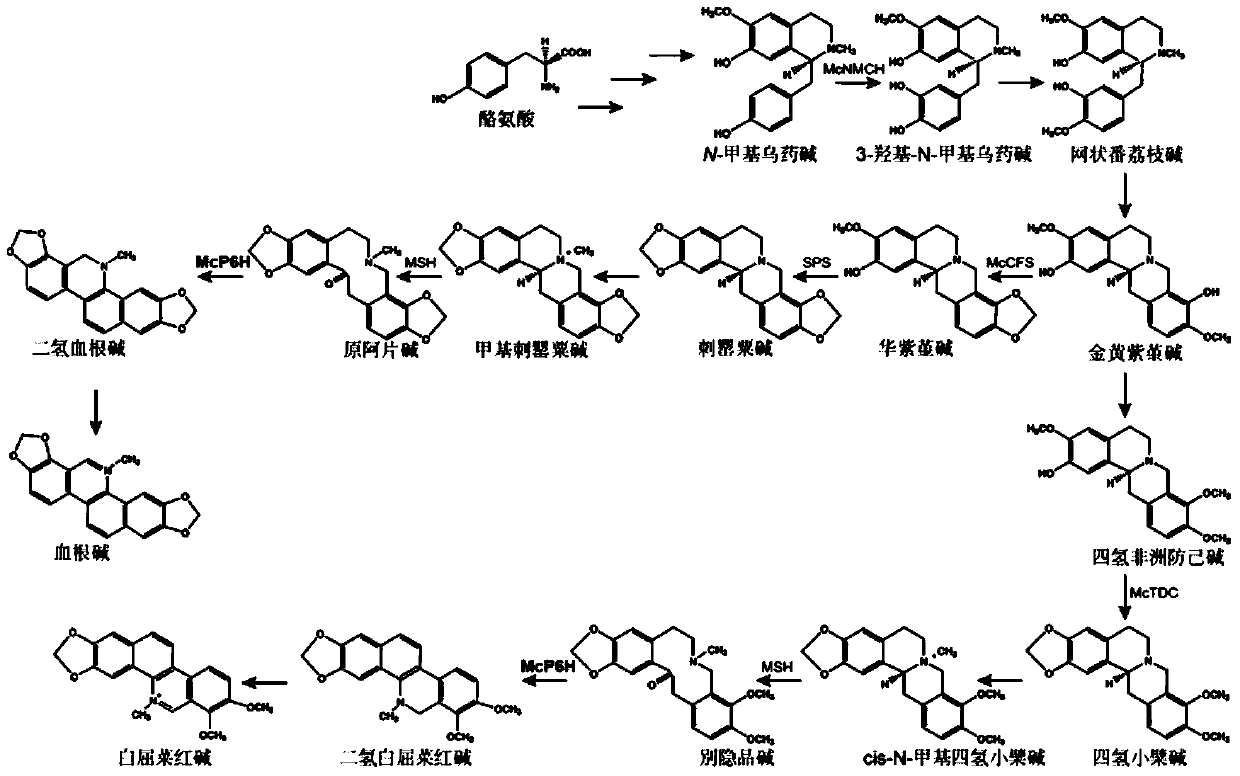 Cytochrome p450 gene involved in the synthesis of sanguinarine and chelerythrine in Bo Luohui and its application