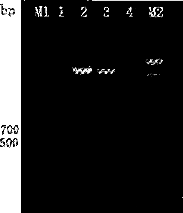 Bacillus coli-mycobacteria shuttling expression plasmid vector and its application in preparation of pathogenic microorganism vaccine