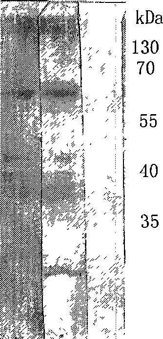 Bacillus coli-mycobacteria shuttling expression plasmid vector and its application in preparation of pathogenic microorganism vaccine