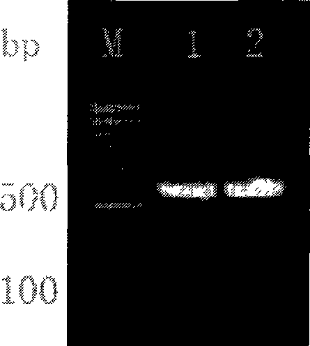 Bacillus coli-mycobacteria shuttling expression plasmid vector and its application in preparation of pathogenic microorganism vaccine