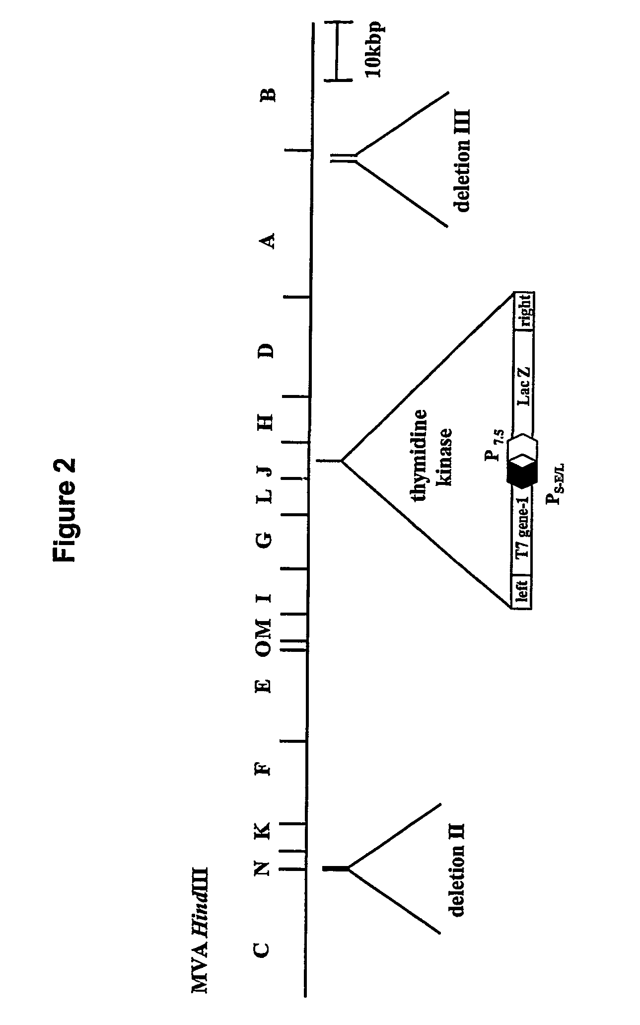 Packaging of positive-strand RNA virus replicon particles