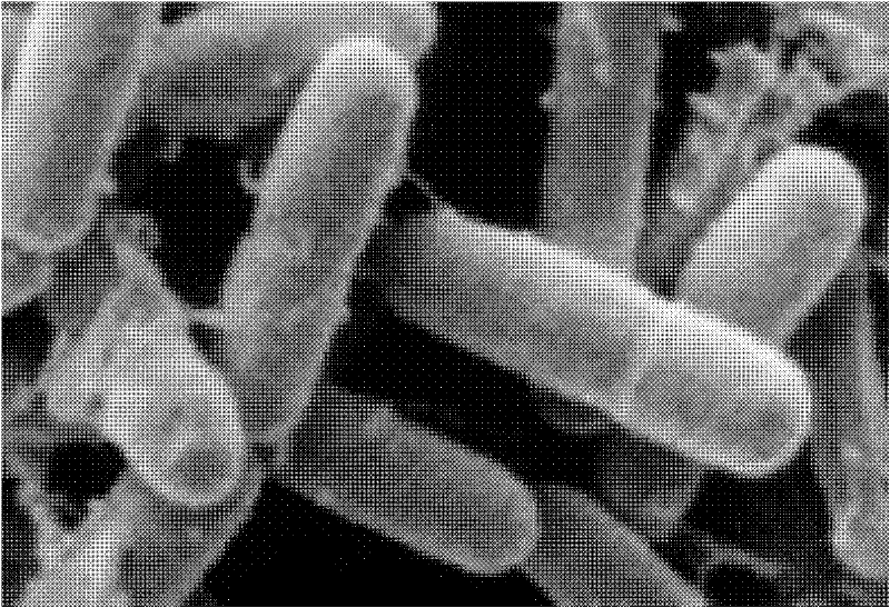 A strain of Bacillus subtilis that is also resistant to tobacco wildfire disease and angular leaf spot