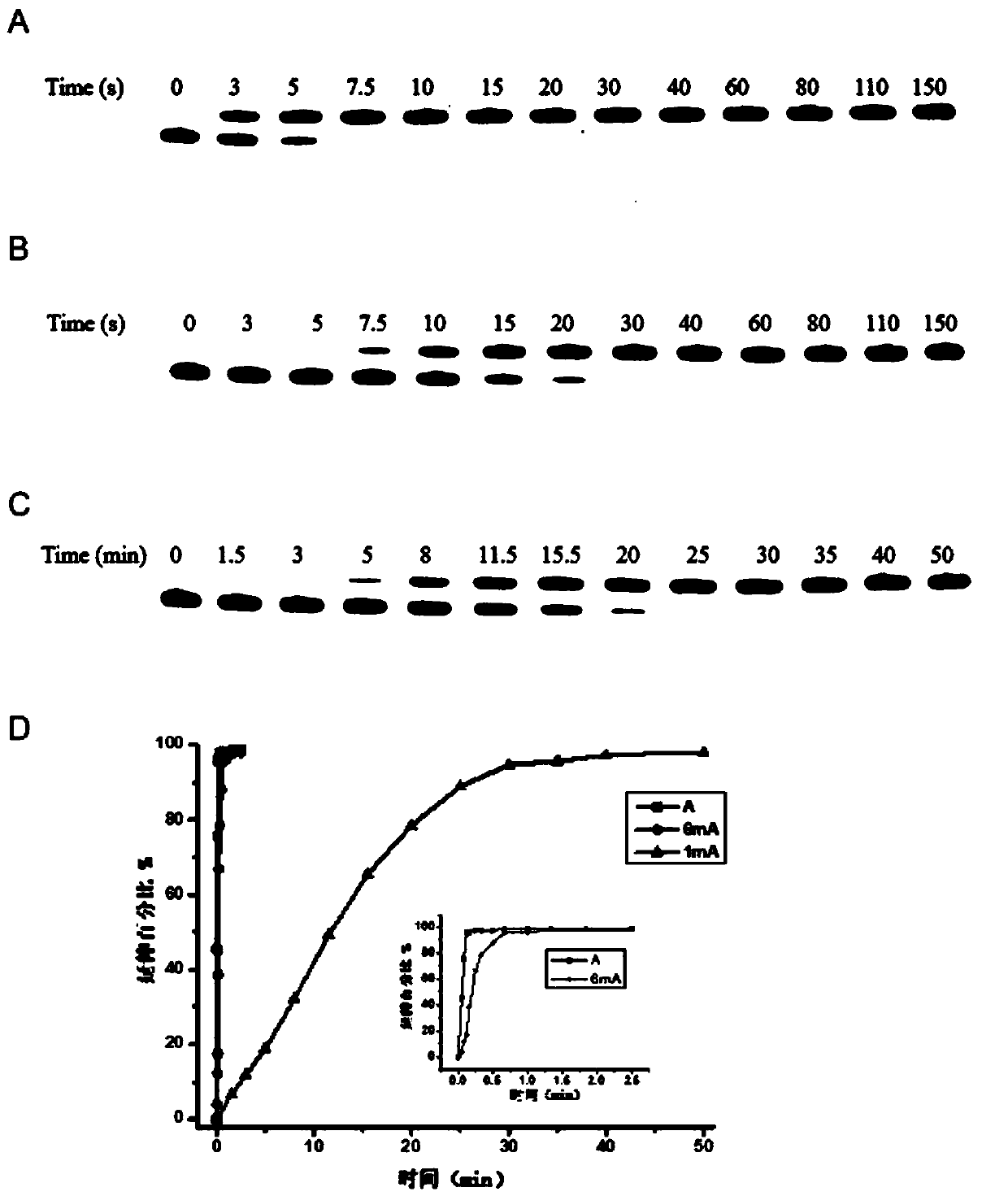 Method for detecting methylation modification of adenine N6 or N1 locus in nucleic acid by means of dUTP or dTTP