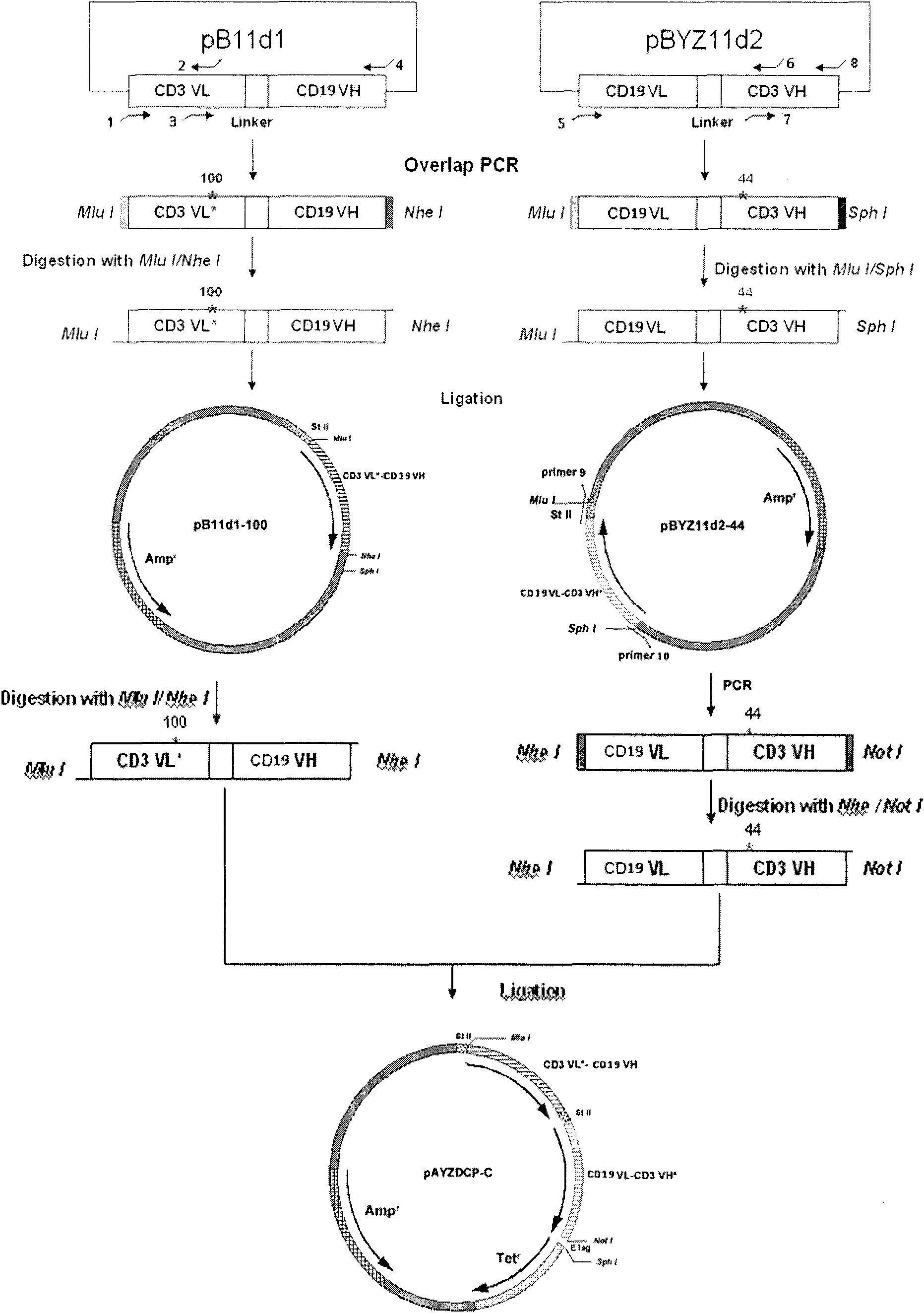 Stable CD3-CD19 resisting mini-type difunctional antibody of disulfide bond and preparation method thereof