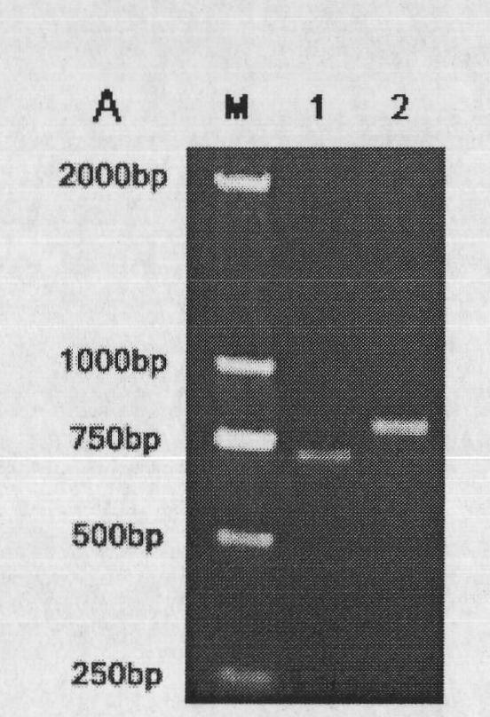 Stable CD3-CD19 resisting mini-type difunctional antibody of disulfide bond and preparation method thereof