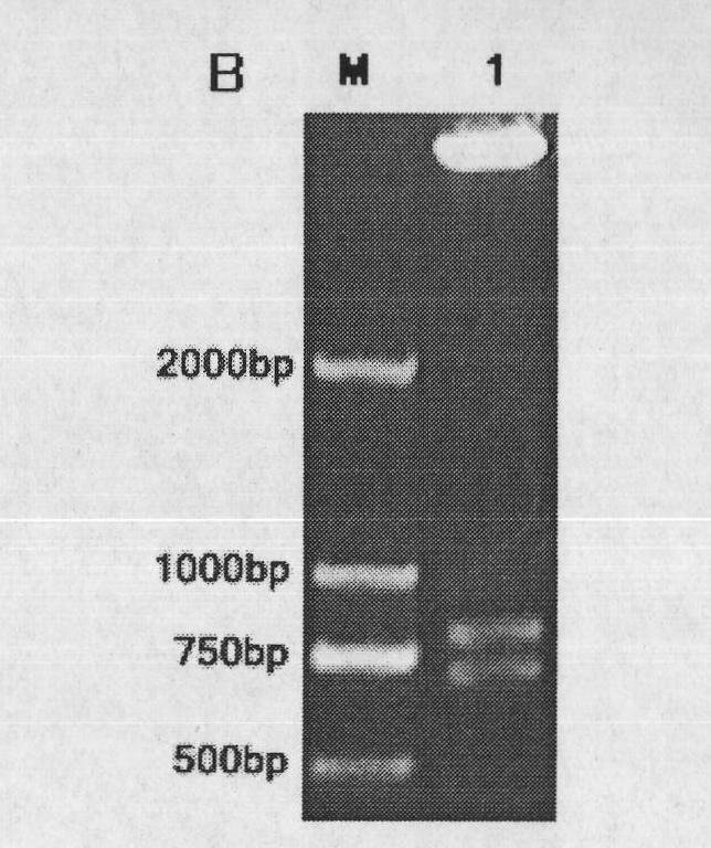 Stable CD3-CD19 resisting mini-type difunctional antibody of disulfide bond and preparation method thereof