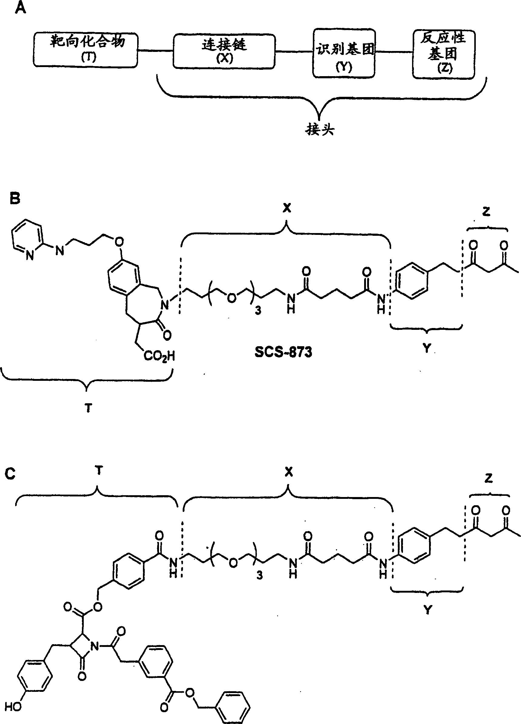 Antibody targeting compounds