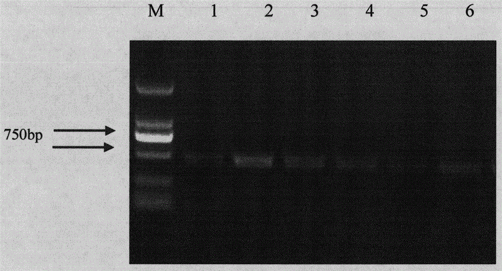 Vacuole proton pyrophosphatase as well as encoding gene and application thereof