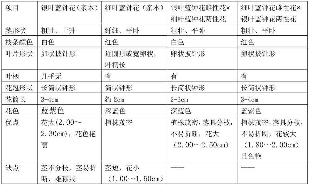 Method for cultivating new potted flower variety by using cyananthus argenteus and cyananthus delavayi