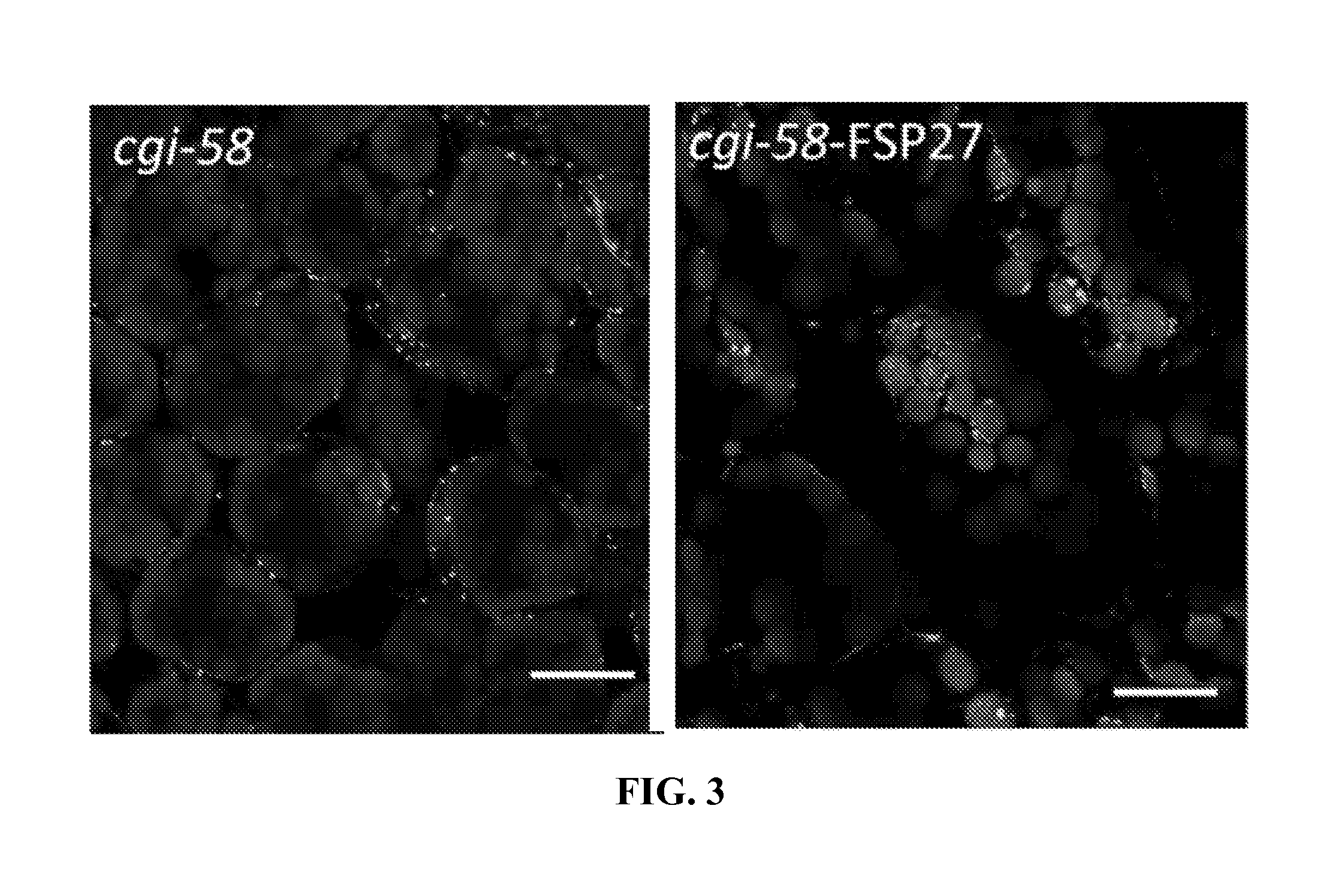 Methods for Elevating Fat/Oil Content in Plants