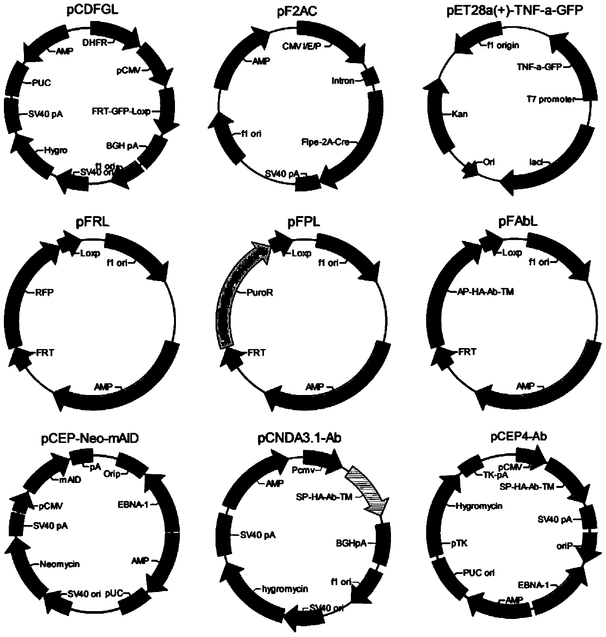 Cell line for antibody affinity maturation screening and method of use thereof