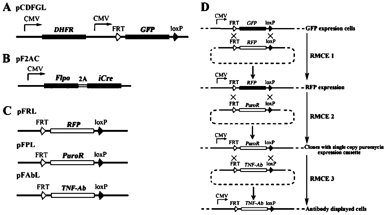 Cell line for antibody affinity maturation screening and method of use thereof